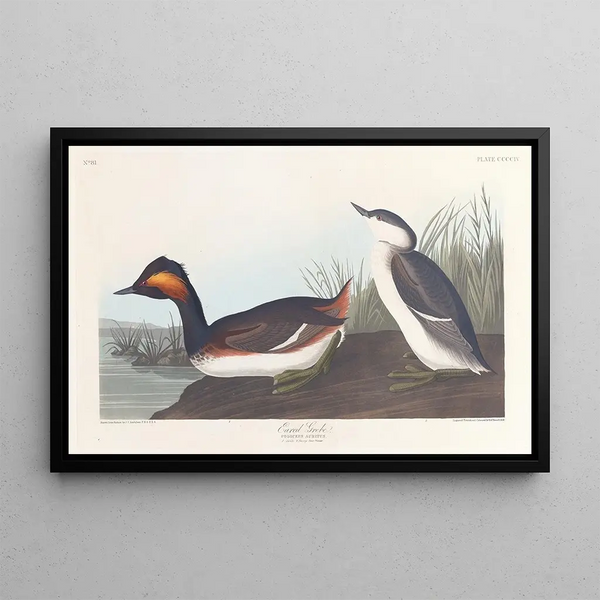 sorthalsedykker - John James Audubon — indrammet kunstværk på væggen