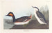 sorthalsedykker - John James Audubon — visning af kunstværket