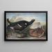 engelske sorte Hønse - John James Audubon — indrammet kunstværk på væggen