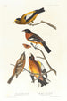 Gros-bec du soir, Gros-bec tacheté - John James Audubon — visning af kunstværket