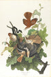 Grive fauve - John James Audubon — visning af kunstværket