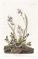 Bruant des champs - John James Audubon — visning af kunstværket
