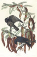 Krage fisk - John James Audubon — visning af kunstværket