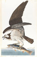 Balbuzard pêcheur - John James Audubon — visning af kunstværket