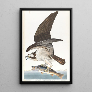 John James Audubon - Fish hawk or osprey.webp