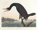 Cormoran de Floride - John James Audubon — visning af kunstværket