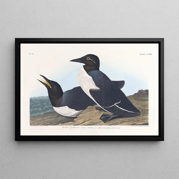 Guillemot insensé - John James Audubon — indrammet kunstværk på væggen
