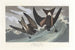 Pétrel à queue fourchue - John James Audubon — visning af kunstværket