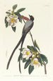 Tyran à longue queue - John James Audubon — visning af kunstværket