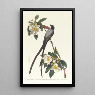 John James Audubon - Forktailed flycatcher.webp