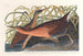 Râle d'eau douce - John James Audubon — visning af kunstværket