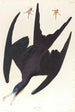 Frégate pélican - John James Audubon — visning af kunstværket