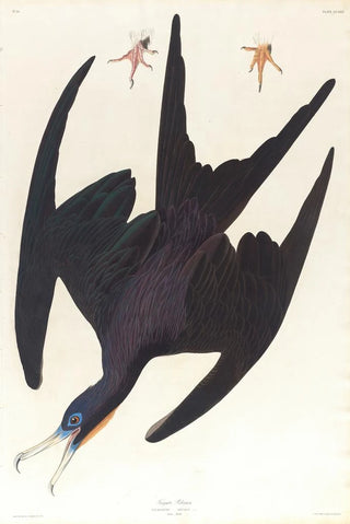 John James Audubon - Frigate pelican.webp