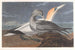 Fou de Bassan - John James Audubon — visning af kunstværket