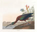 Ibis falcinelle - John James Audubon — visning af kunstværket