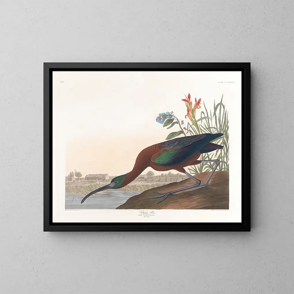 Ibis falcinelle - John James Audubon — indrammet kunstværk på væggen