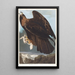 Aigle royal - John James Audubon — indrammet kunstværk på væggen