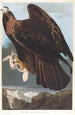 Aigle royal - John James Audubon — visning af kunstværket