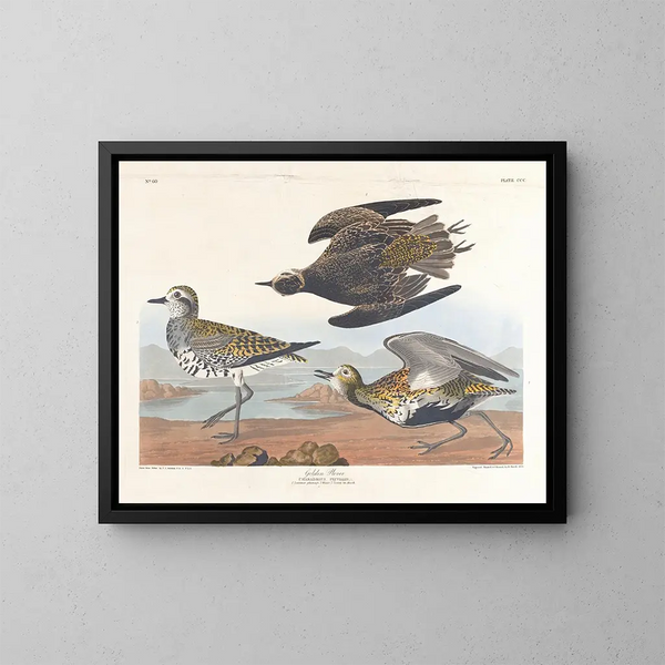 Pluvier doré - John James Audubon — indrammet kunstværk på væggen