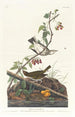 Paruline à couronne dorée - John James Audubon — visning af kunstværket