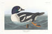 Andefarvet - John James Audubon — visning af kunstværket