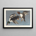 Garrot à œil d'or, Fuligula clangula - John James Audubon — indrammet kunstværk på væggen