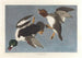 Garrot à œil d'or, Fuligula clangula - John James Audubon — visning af kunstværket