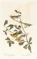 Paruline à ailes dorées - John James Audubon — visning af kunstværket