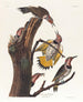 med guldvingede næb - John James Audubon — visning af kunstværket