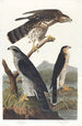 omkring duehønsene - John James Audubon — visning af kunstværket