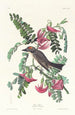 Tyran gris - John James Audubon — visning af kunstværket
