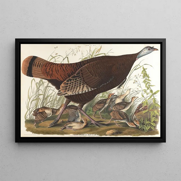 Stort amerikansk hønse-maleri, ung - John James Audubon — indrammet kunstværk på væggen