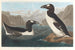 den store pingvin - John James Audubon — visning af kunstværket