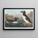 den store pingvin - John James Audubon — indrammet kunstværk på væggen