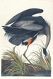 stor blå hejre - John James Audubon — visning af kunstværket