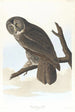 stor grå ugle - John James Audubon — visning af kunstværket
