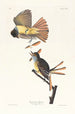 Tyran huppé - John James Audubon — visning af kunstværket
