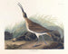 stor rødspætte - John James Audubon — visning af kunstværket