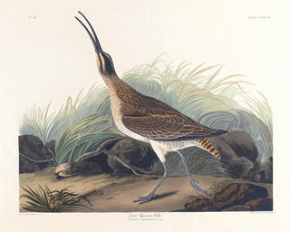 stor rødspætte - John James Audubon — visning af kunstværket