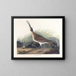 stor rødspætte - John James Audubon — indrammet kunstværk på væggen