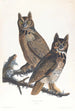 den store amerikanske ugle - John James Audubon — visning af kunstværket
