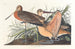 Stor Båd Marmorering - John James Audubon — visning af kunstværket