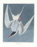 Sterne cendrée - John James Audubon — visning af kunstværket