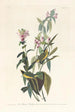 Tyran à tête noire - John James Audubon — visning af kunstværket
