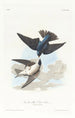 Hirondelle à ventre blanc - John James Audubon — visning af kunstværket