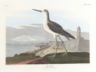 Barge à queue noire - John James Audubon — visning af kunstværket