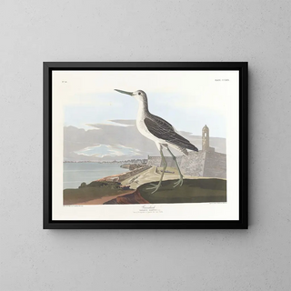Barge à queue noire - John James Audubon — indrammet kunstværk på væggen