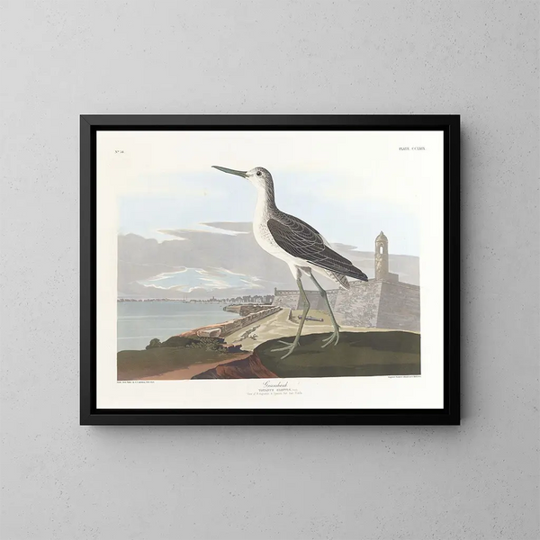 Barge à queue noire - John James Audubon — indrammet kunstværk på væggen