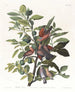 Colombe terrestre - John James Audubon — visning af kunstværket