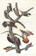 Pic chevelu Pic à ventre rouge Pic à ailes rouges Pic de Lewis Pic à poitrine rouge - John James Audubon — visning af kunstværket